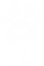 Wildlife Camps