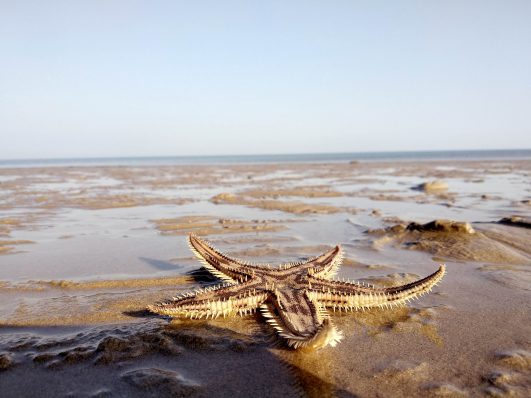 Marine Camp - Beyt Dwarka